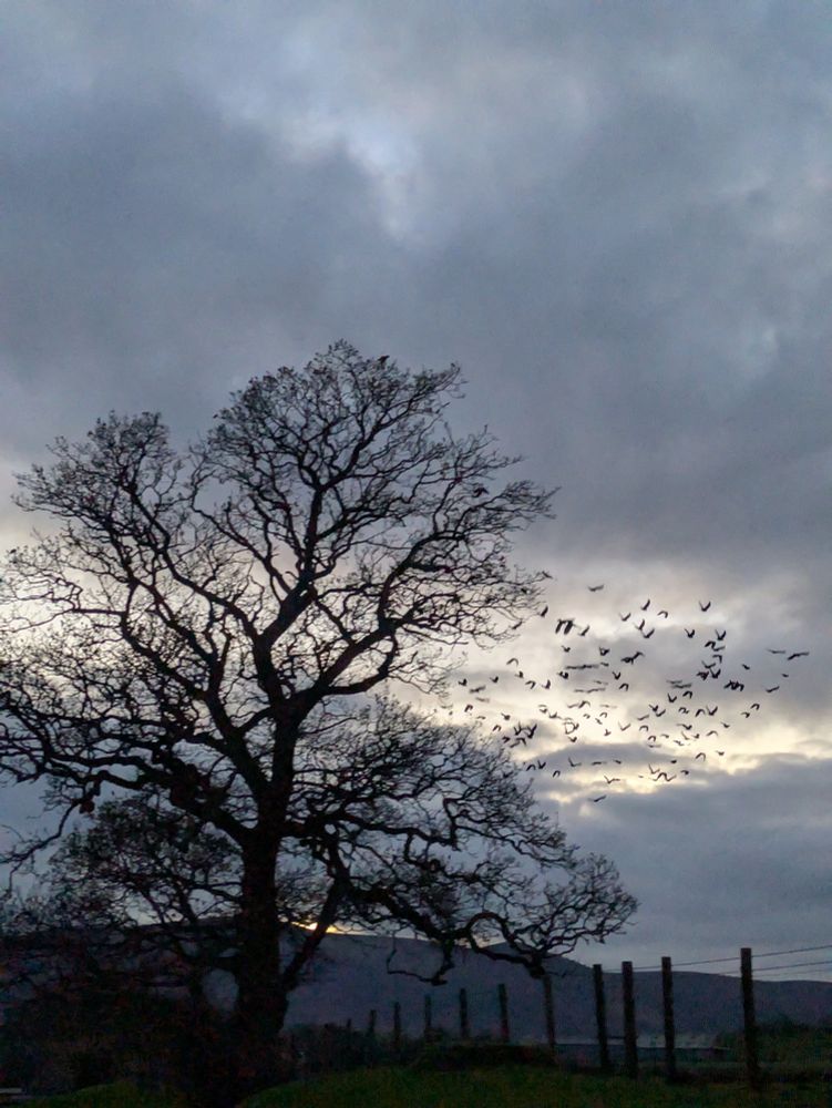 A flock of jackdaws departing from the silhouette of an oak tree that reaches over a fence, a hill in the background. Entire photo is underexposed and gloomy in a Gothic way.