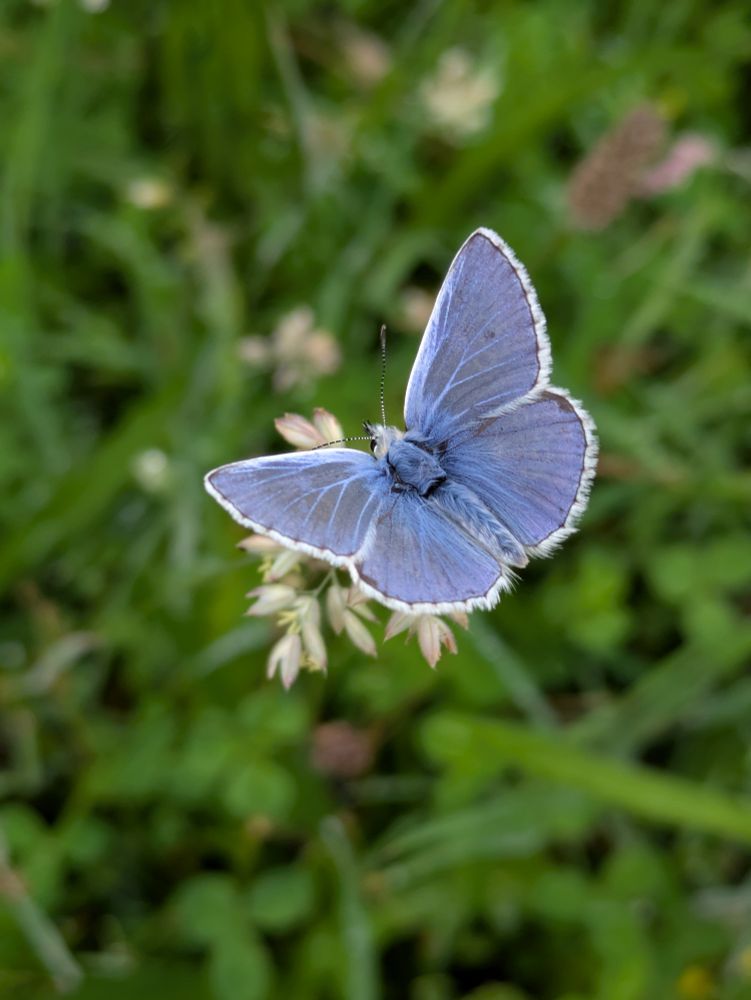 Common blue butterfly upper wings 