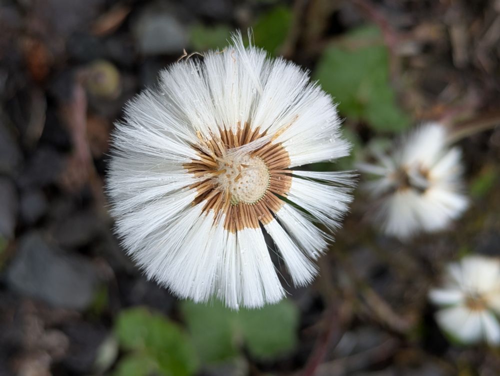 Coltsfoot gone to seed 