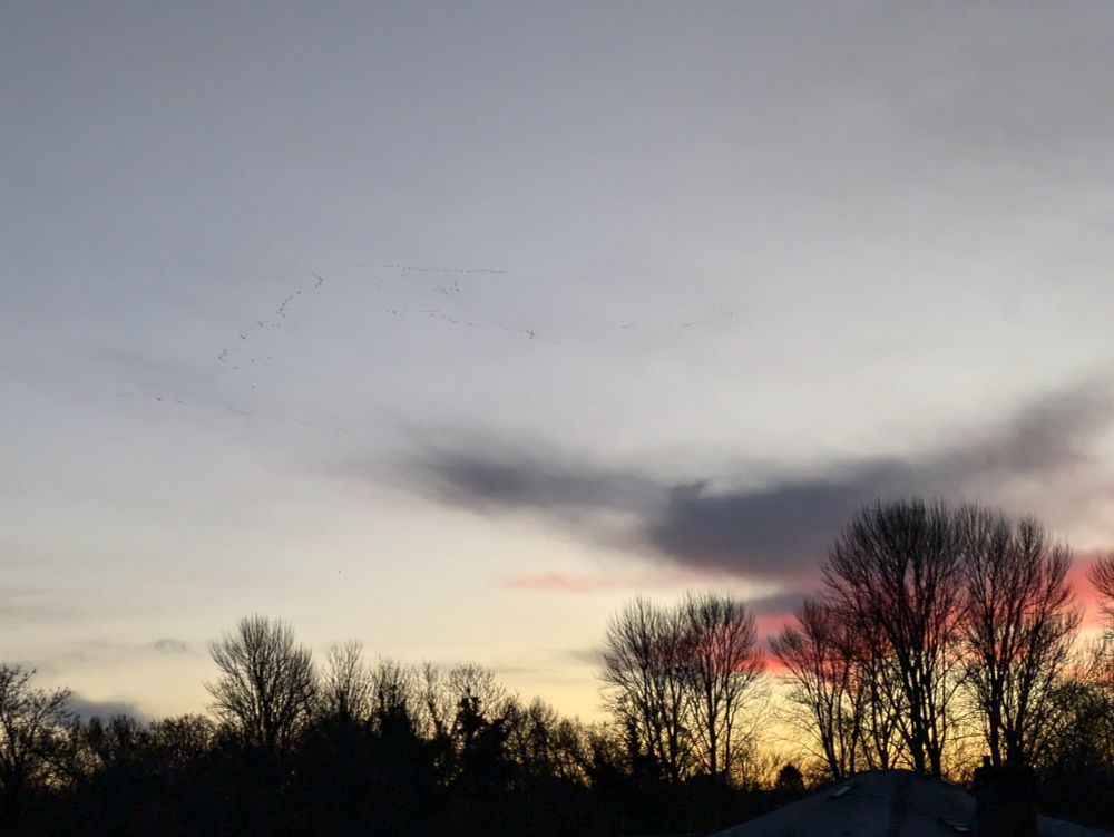 Big skein of pink-footed geese flying through a pink sunrise with bare tree shapes.