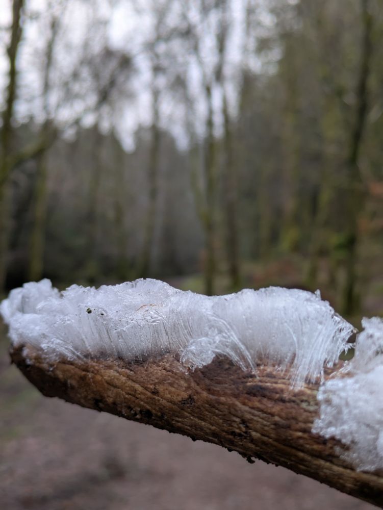 Close up of hair ice on a stick, the filaments of frost lifting up like hair.