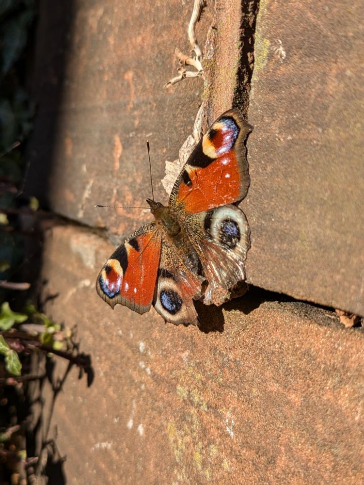 A peacock butterfly sunning itself on a sandstone wall.