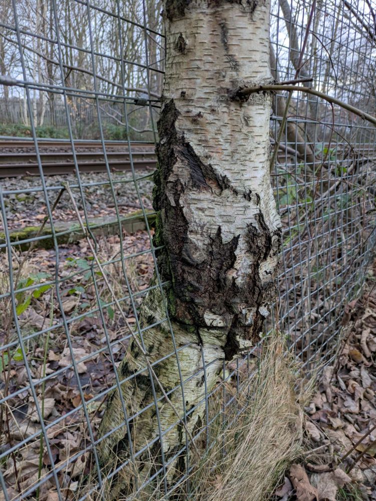 A birch tree growing through a wire fence.