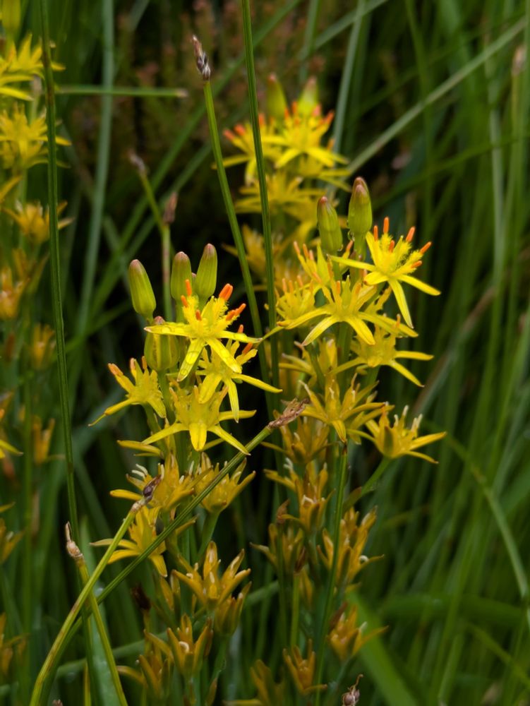 Several bog asphodel plants