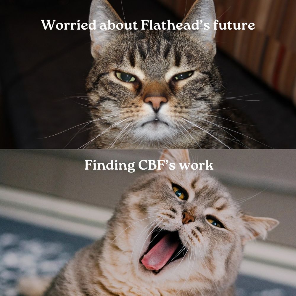 First half of page: Cat looking annoyed. Text reads "Worried about Flathead's future"

Second half of page: Cat looking happy. Text reads "finding CBF's work"