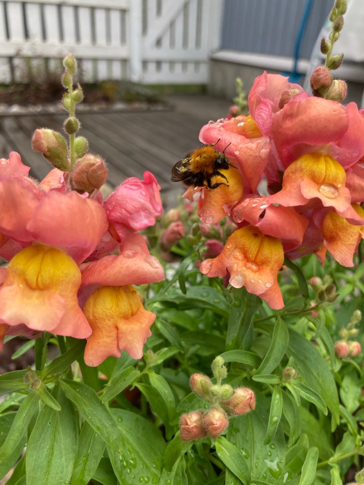 A big bee resting in a peach coloured snapdragon on a rainy day.