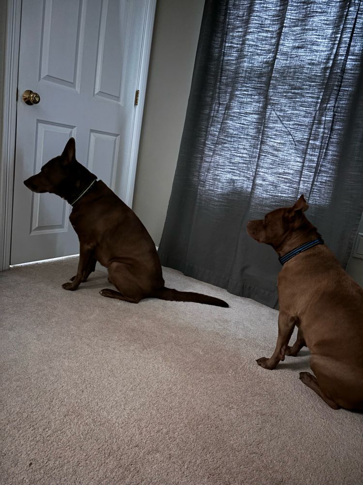 Two good dogs wait patiently to wake up their sisters and brother early in the morning 🐾