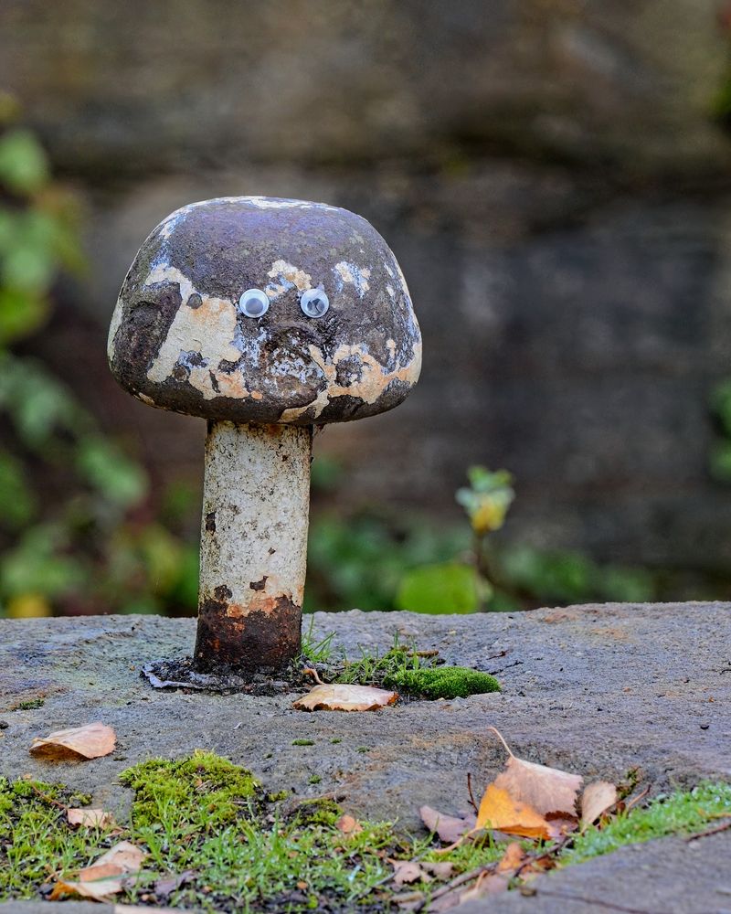 An old mooring post on the side of a disused lock has the shape of a mushroom. At some point someone has stuck two googly eyes to it. There is a circular feature on the post, below the eyes, which make it look like a shocked face.
