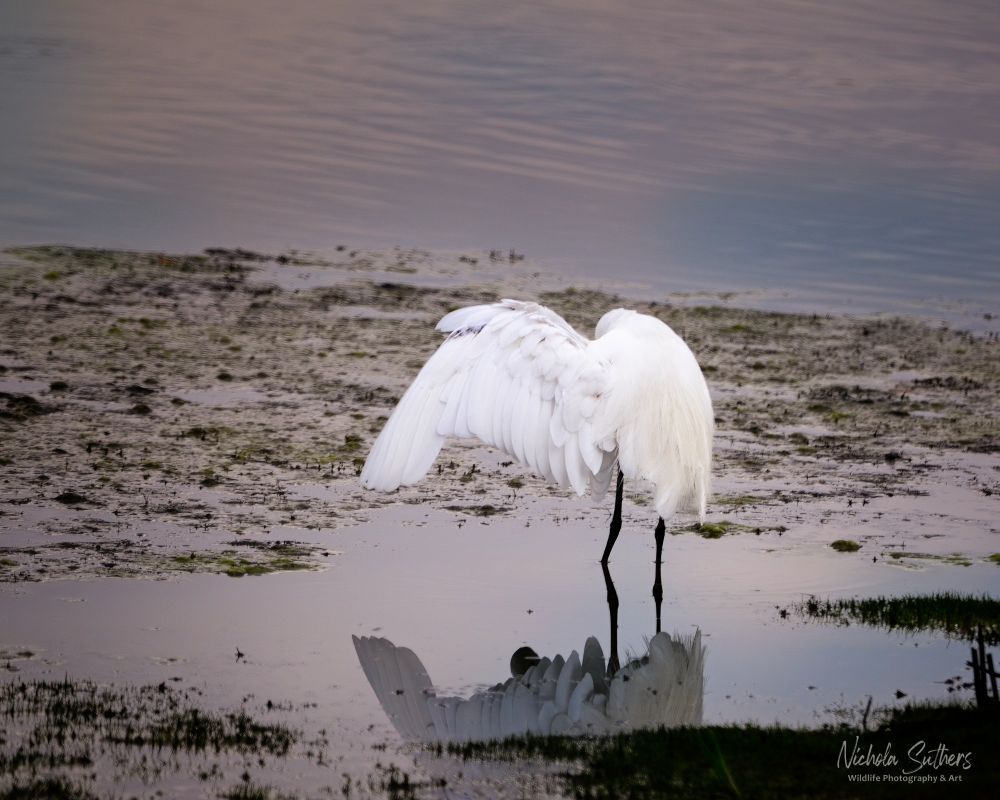 A Little Egret is stood in the shallows of a lake with his wings extended out and over his head. He does this to create a shaded patch on the water so that he can see fish and other creatures without the glare of the sun. 