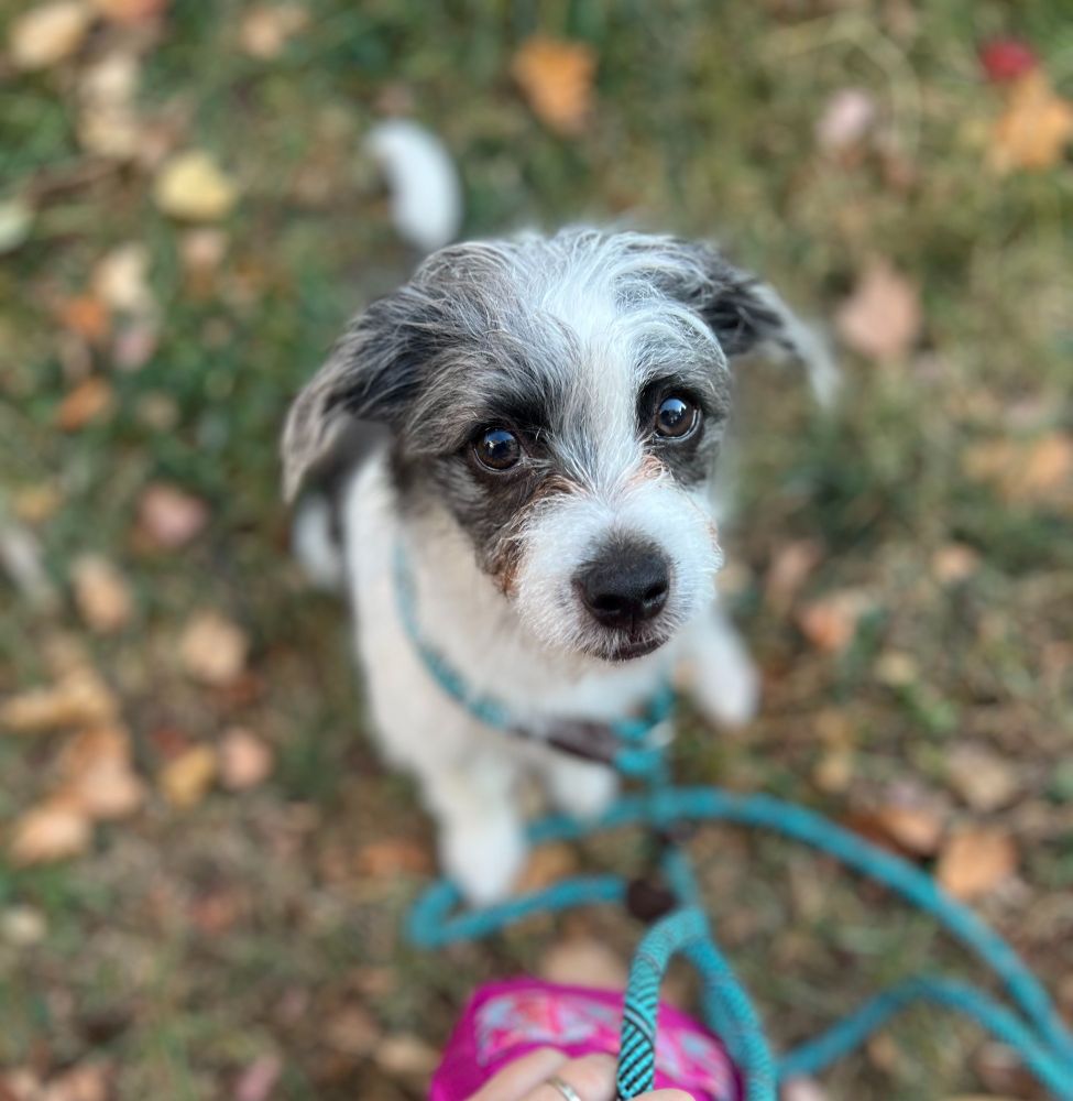 black and white scruffy terrier mix puppy 