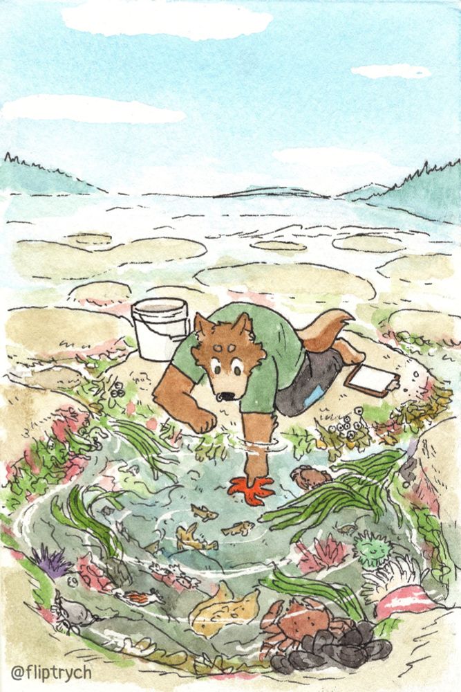 Scanned watercolor and ink drawing. Deli, a fluffy brown dingo, reaches into a tide pool to gently poke at an orange ochre sea star under a blue sky. He's on a series of flat rocks edged with red, green, and brown algae, and has a bucket and clipboard with him. In the tide pool are shrimp, an opalescent nudibranch, a kelp crab, a purple sea urchin, anemones, a sailfin sculpin, mussels, and barnacles. 