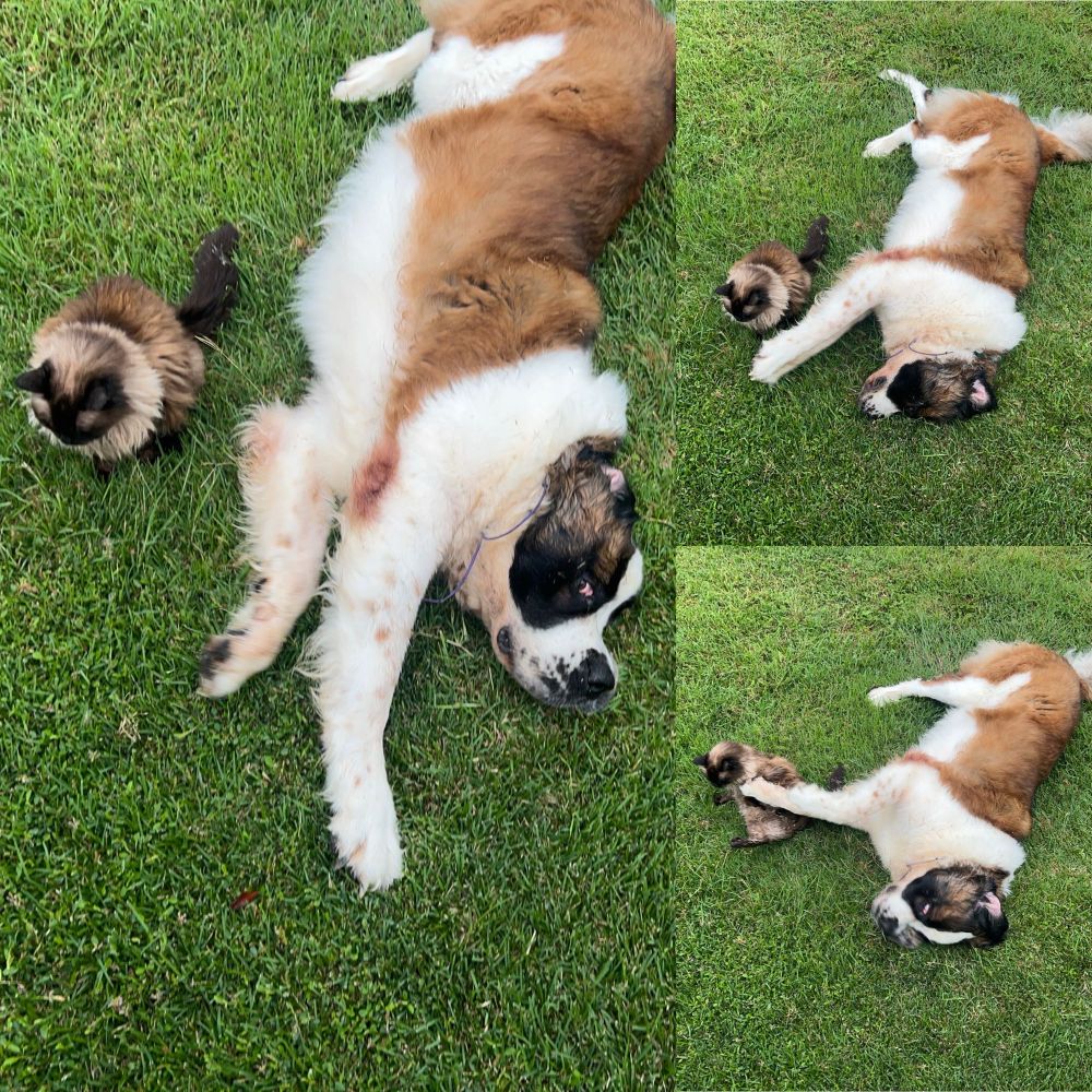 A compilation of three photos depicting a Ragdoll cat and a Saint Bernard dog on green grass. In the series of photos, the dog rolls on its back and accidentally knocks the cat over with one of his paws. 