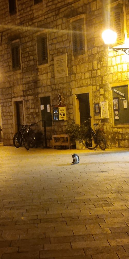 A cat in the center of nightly Stari Grad - Croatia. 