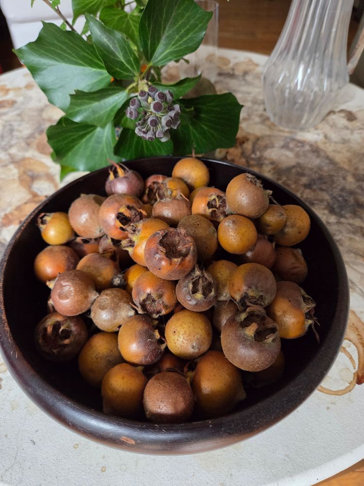 Mispeln in einer Schale. 