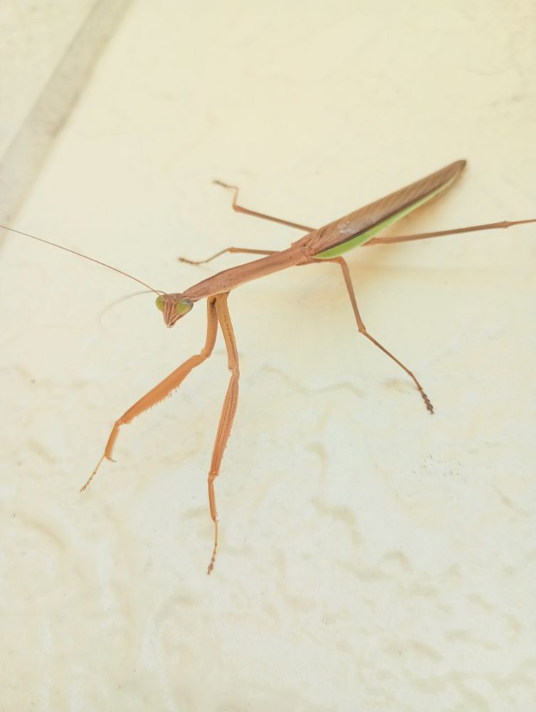 茶色いカマキリ。