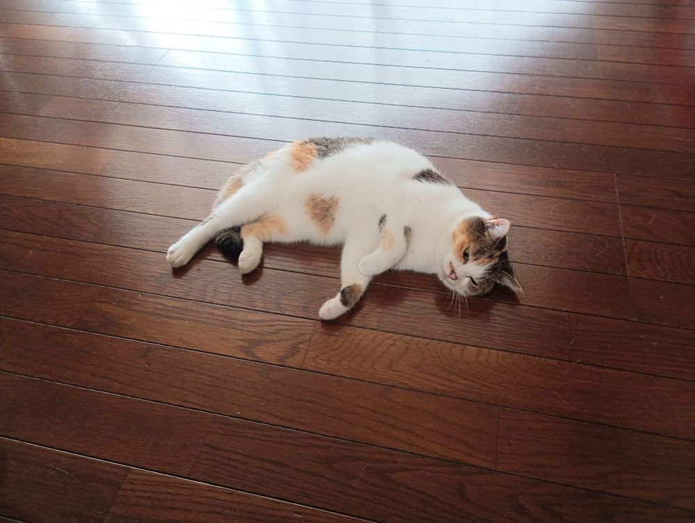 遊び疲れて床に倒れてるミケさん🐱