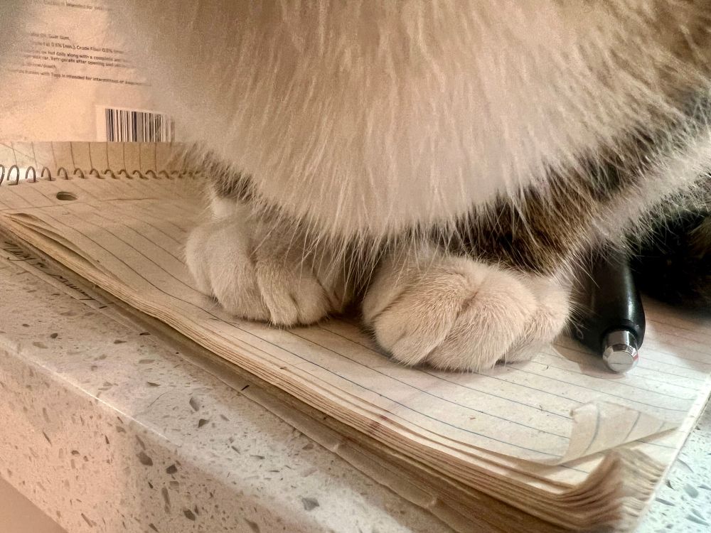 The white chest and paws of a brown tabby tux cat can be seen, along with a tiny bit of brown tabby front leg. The cat is perched on a notebook of lined paper on top of a white, speckled, granite countertop. There is a black and silver pen next to his paws. He appears ready to take notes on any possible emergency announcement.