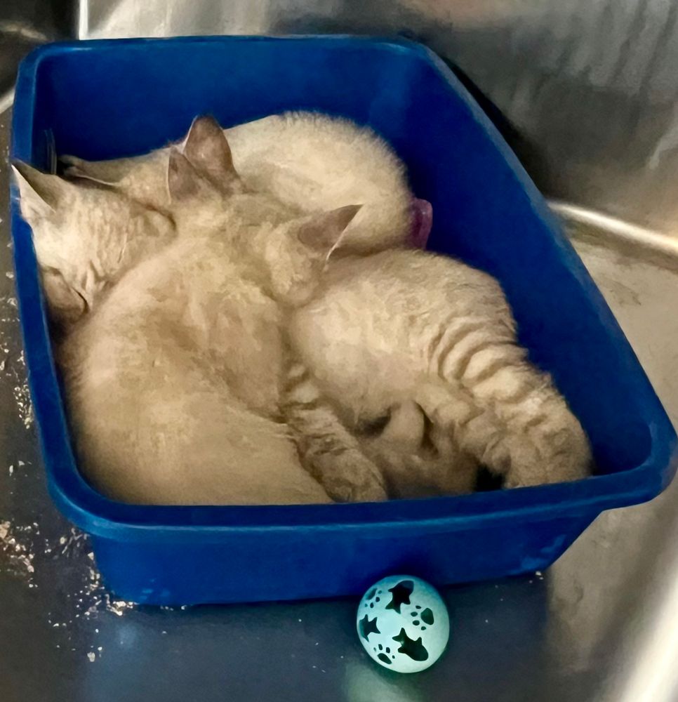 Three lynx point kittens in a cuddle puddle in a blue litter box. It is difficult to tell where one kitten stops and another starts.