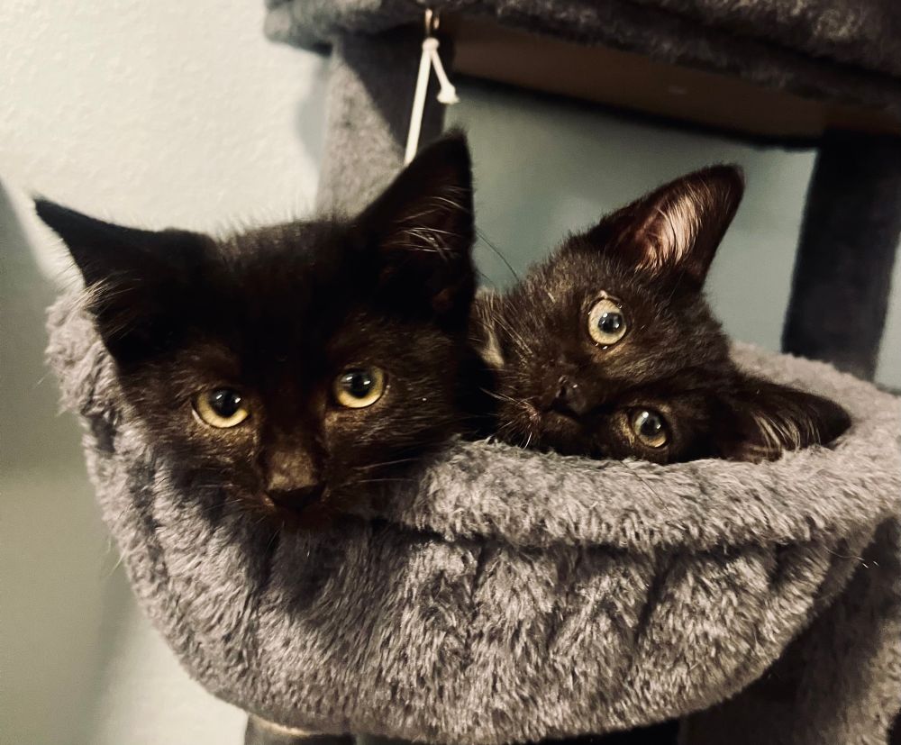 Two black kittens sit in a fuzzy gray bowl-shaped cat bed. Only their heads can be seen. The one on the right, Percy, hangs his head slightly over the rim of the bowl. The one on the left, Annabeth, has her head tilted to the side. 