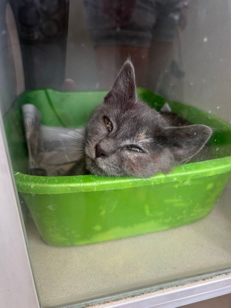 A dilute tortoiseshell kitten lies in a green litter box. She just woke up from a nap when the photographer approached to take her picture, so she is sleepy. Her eyes are only about half open.