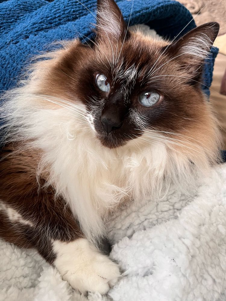 Um gatinho vira lata, bem gordinho, pelagem com vários tons de marrom, uma pelagem mais espessa e clara ao redor do pescoço, focinho preto e olhos azuis