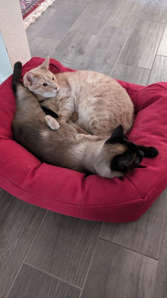 Buff cat (Marcel) and Siamese cat (George) cuddling on a dog bed.