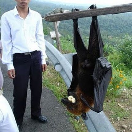 Picture of a guy in a white shirt and black pants standing next to a giant path that is hanging upside down