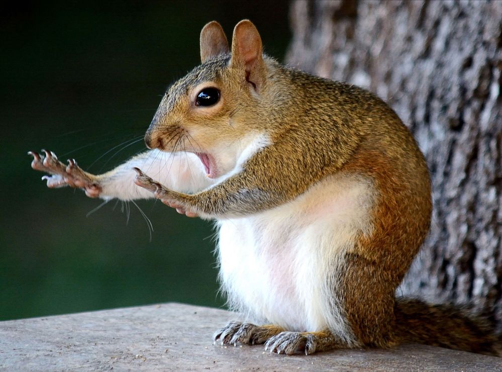 Squirrel with its arms out and mouth open like it's saying stop