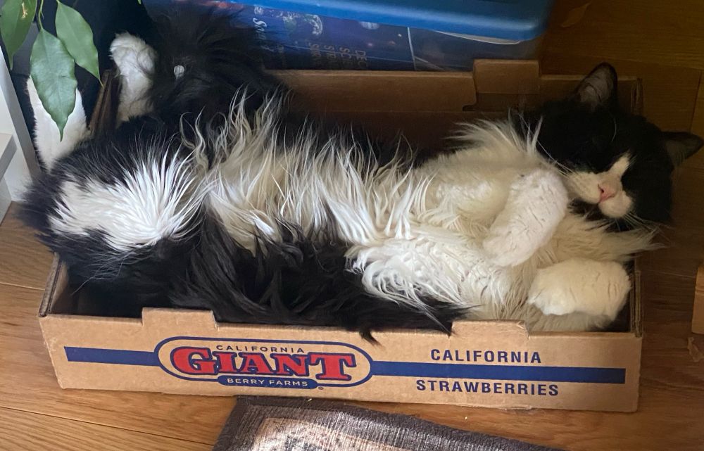 A fluffy tuxedo cat overflowing a box