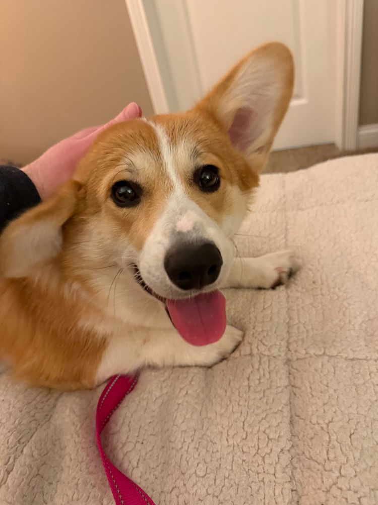 Corgi puppy smiling laying on a blanket on a bed