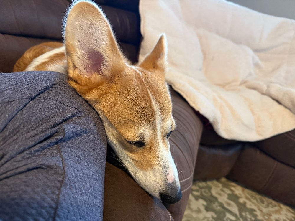 Sleepy corgi puppy laying next to a person on a couch