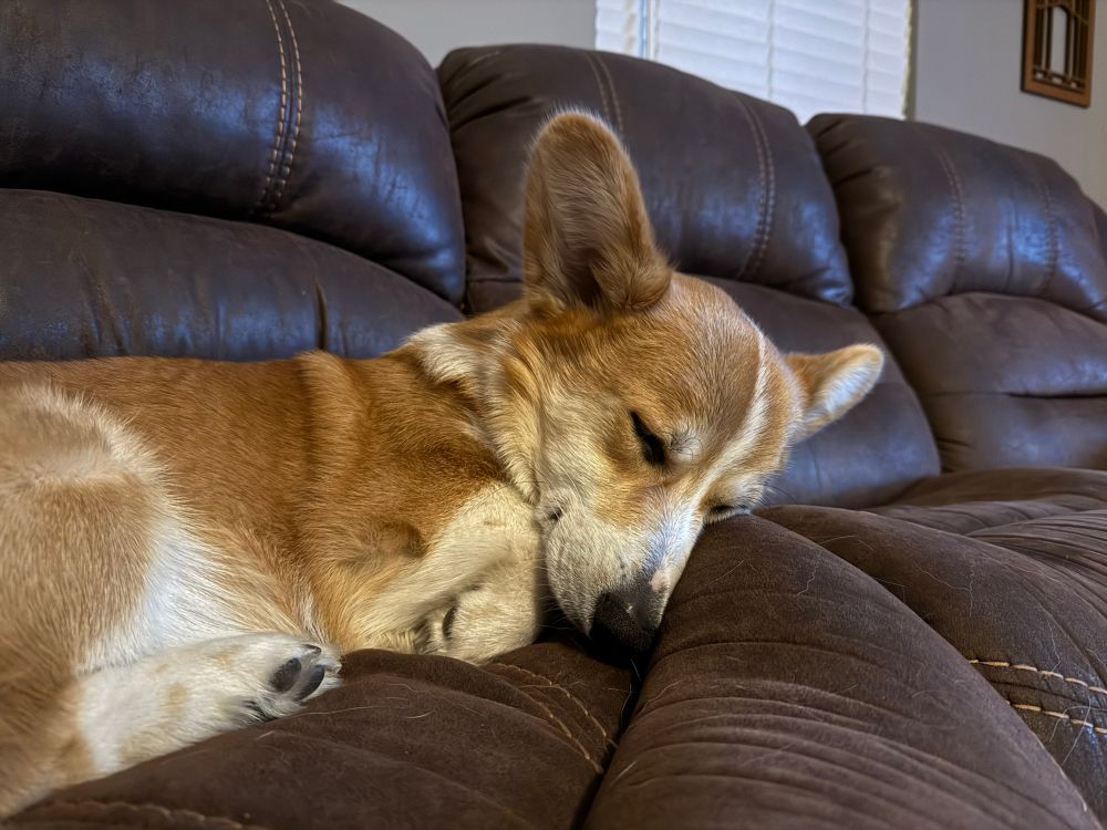 Veeery sleepy red and white corgi on a couch