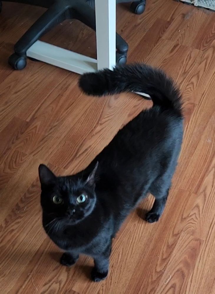 A black cat with short sleek fur, but his tail is floofed out like a big soft pipe cleaner.
