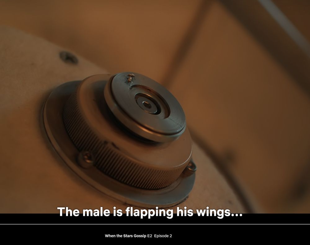 Screencap of Drosophila courtship, caption "The male is flapping his wings"