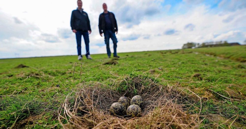 Avondklok voor katten in de maak, zodat weidevogels niet worden opgepeuzeld