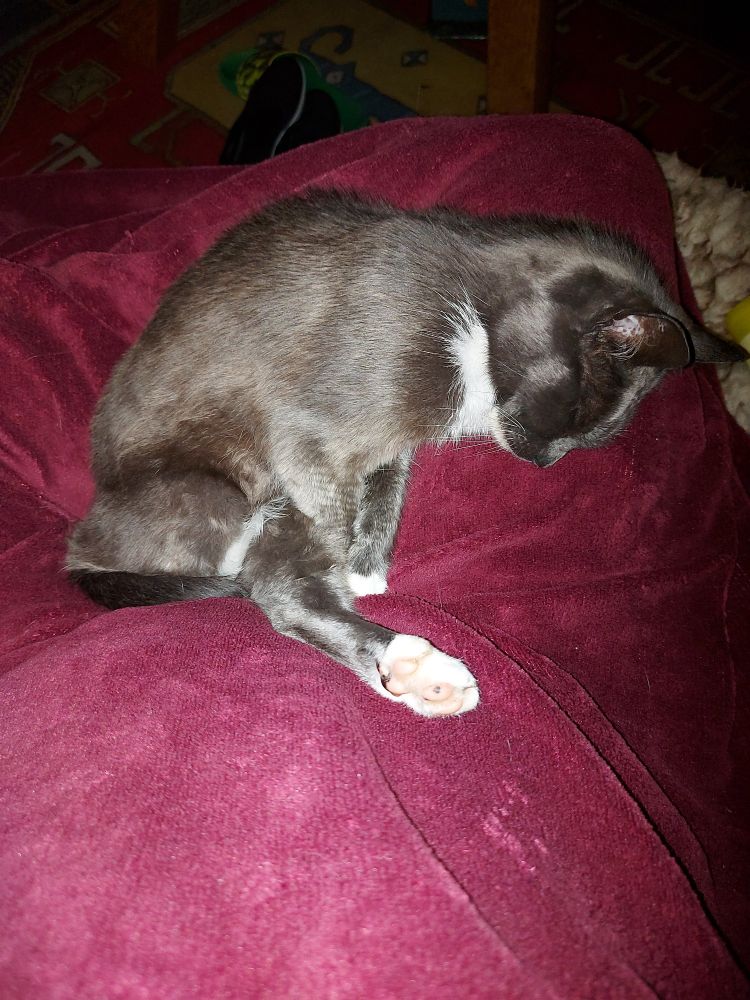 Grey cat deep asleep