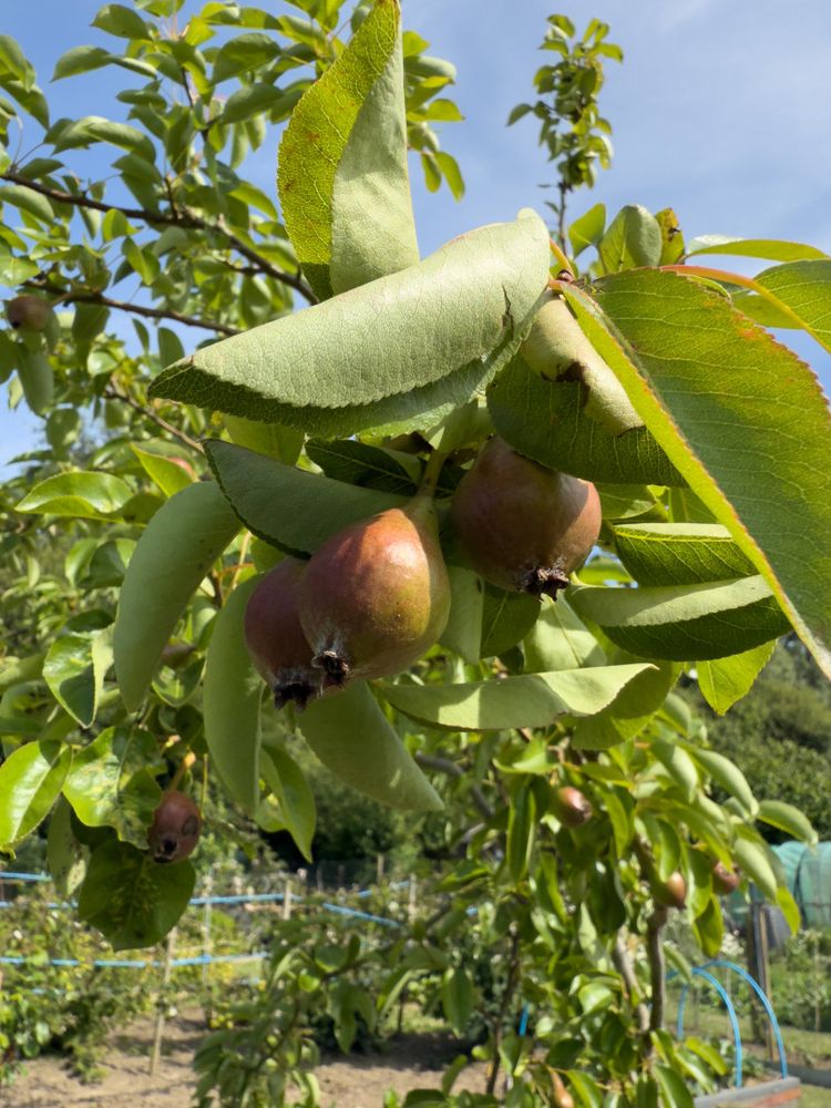 Pears