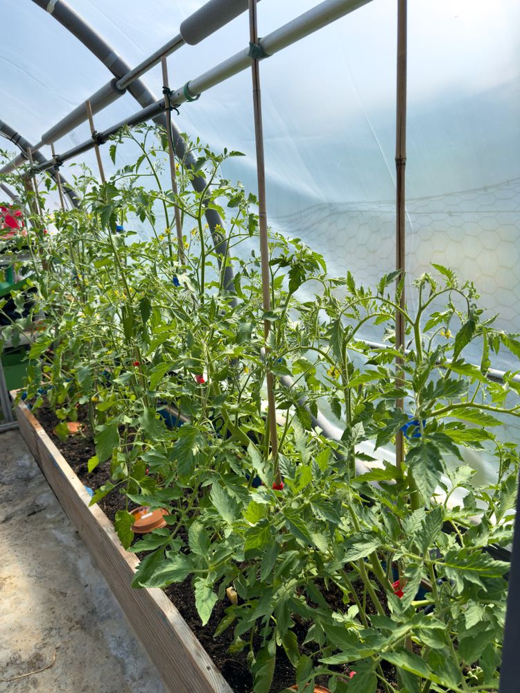tomato