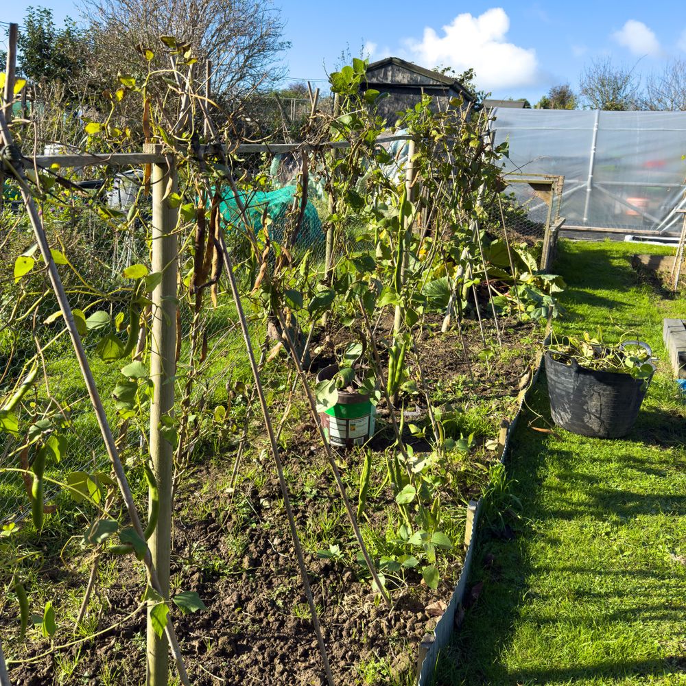 Runner bean plants on canes