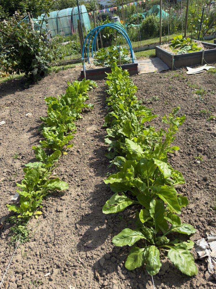 spinach