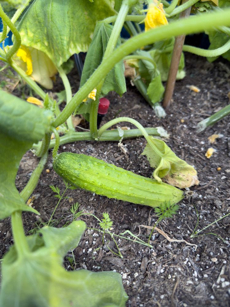cucumber