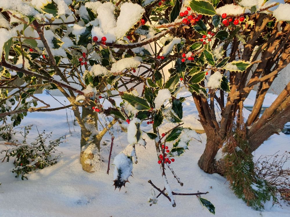 Image of snow covered holly bush, with bright red berries. The lighting gives the snow a golden tint