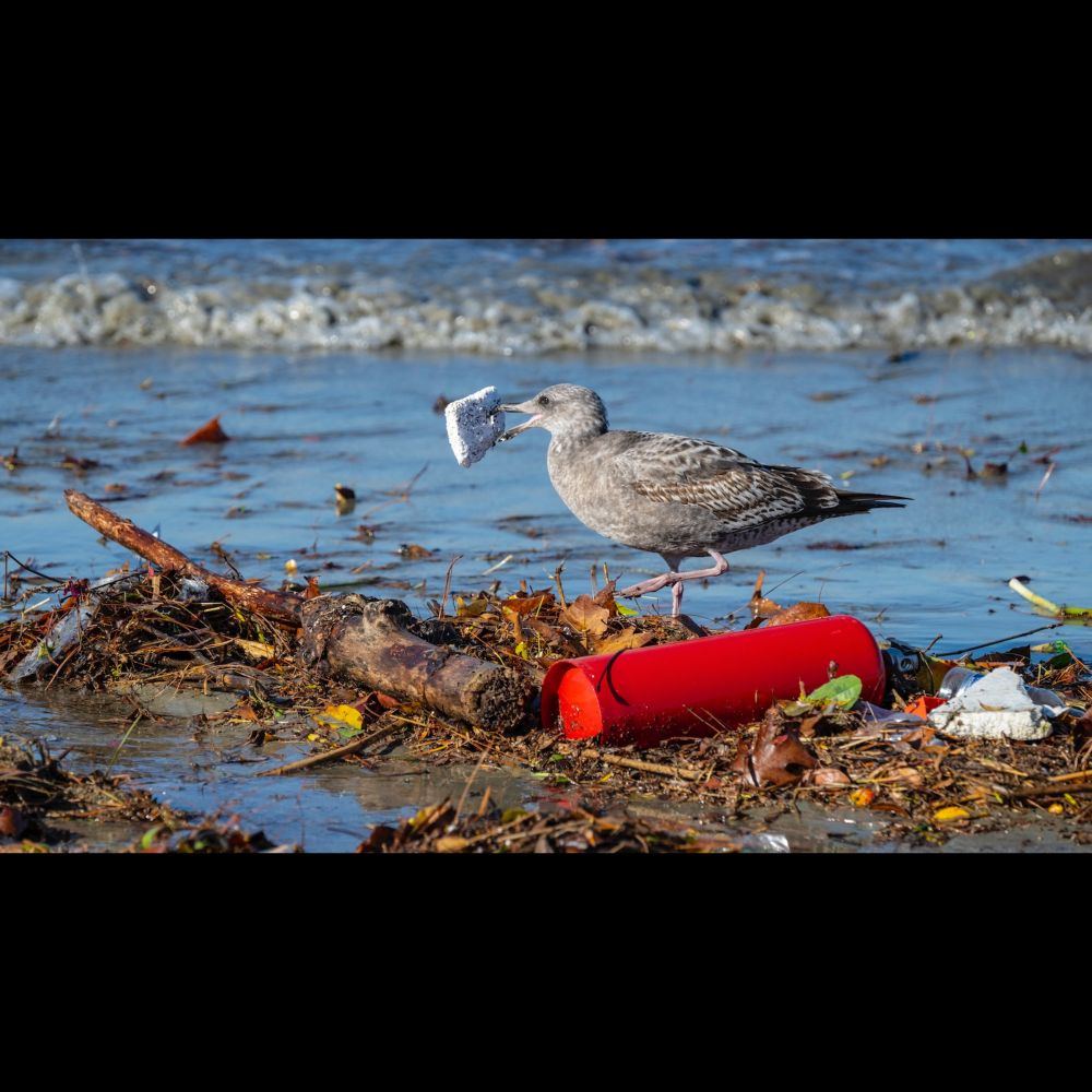 Democrats unveil 'most comprehensive plan ever' to address plastics problem