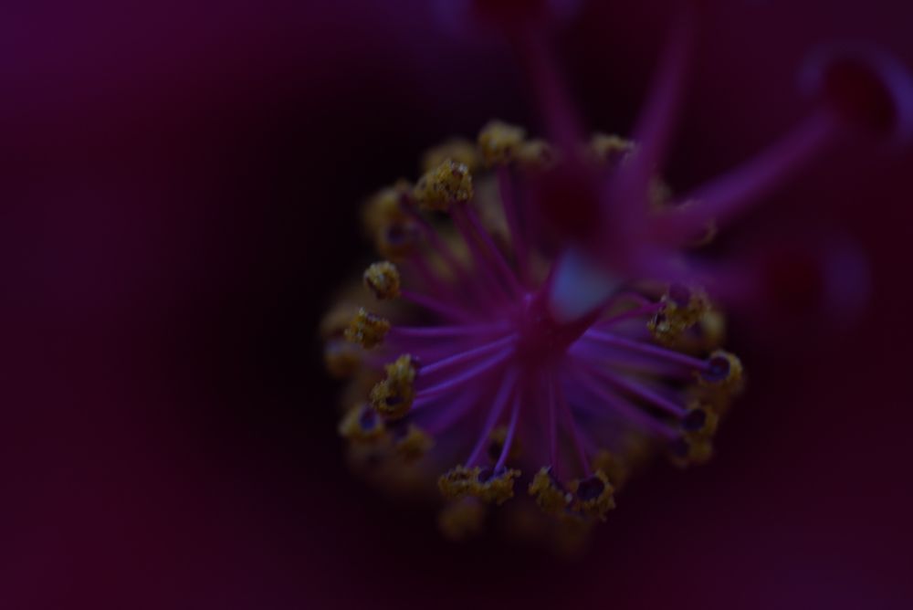 Macro del pistilo de la Flor del Pacífico.