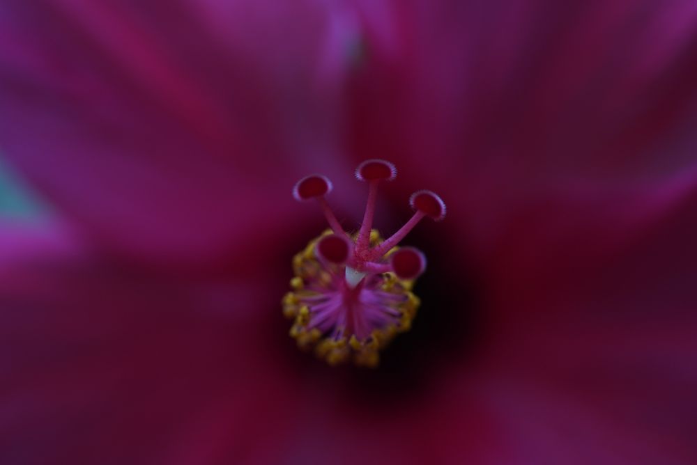 Macro del pistilo de la Flor del Pacífico.