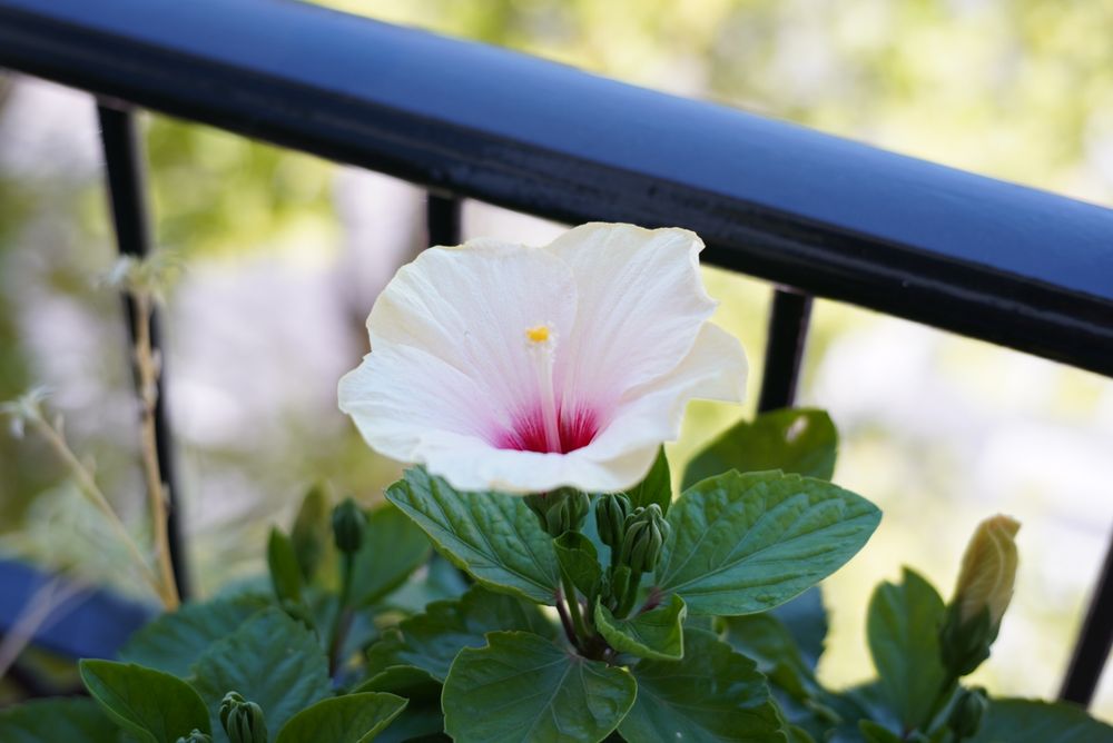 Hibisco en tonos rosáceos presumiendo en el balcón de mi casa.