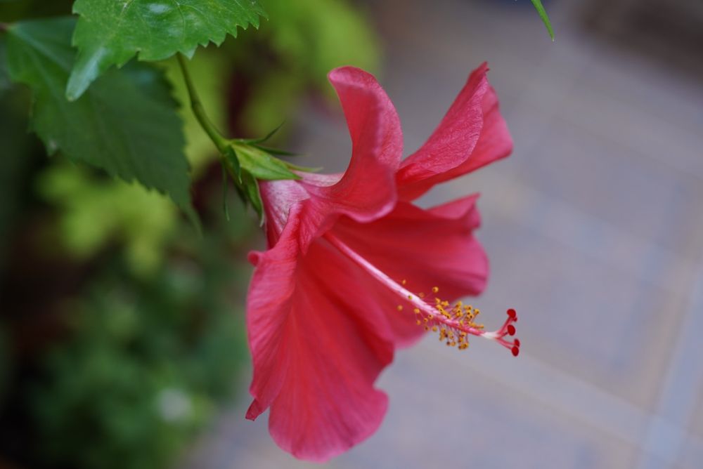 Foto de la Flor del Pacífico en tono rojizo.