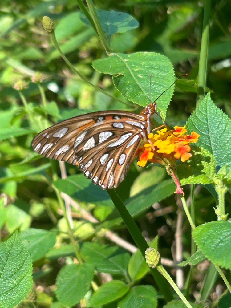Brown butterfly with metallic silver spots on a yellow and orange flower against a background of green leaves.