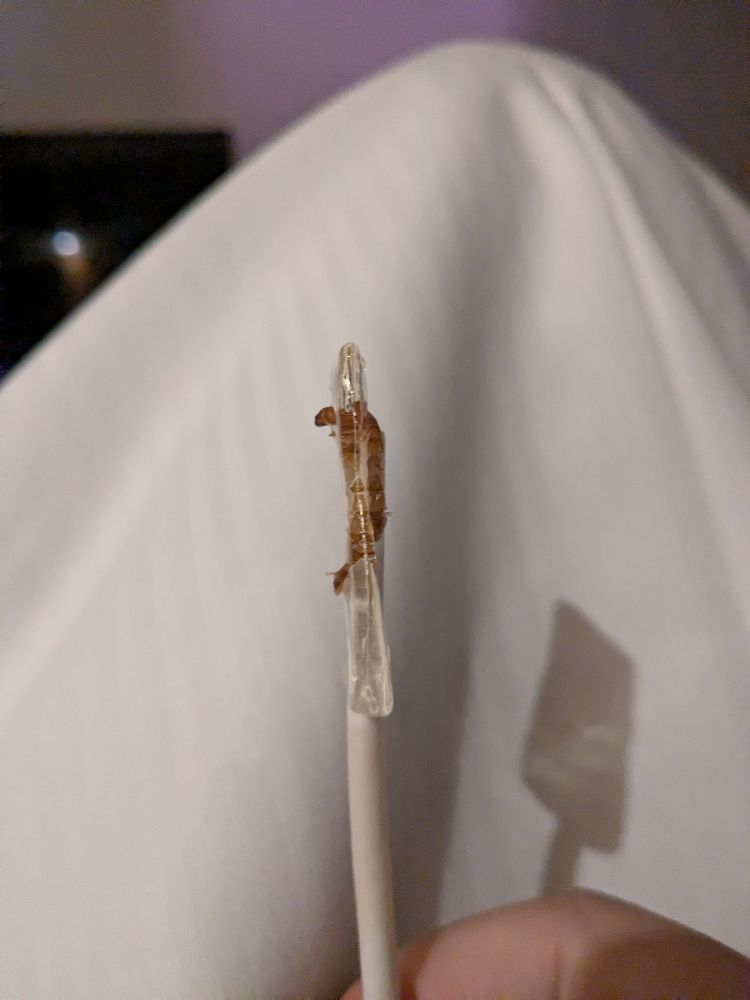 Photo of the "worm pop" when most of the lollipop has been licked and the beginnings of the worm begin to change the pop's texture. 