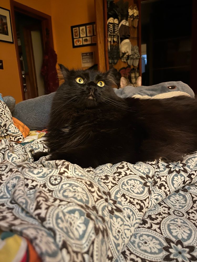Big fluffy black cat looking up at the corner of the room, probably at a ghost or a fly. One of those.